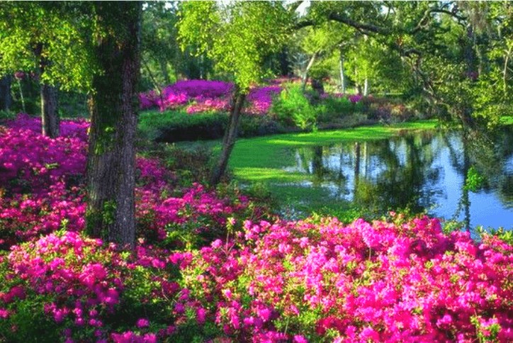 The North Carolina Azalea Festival